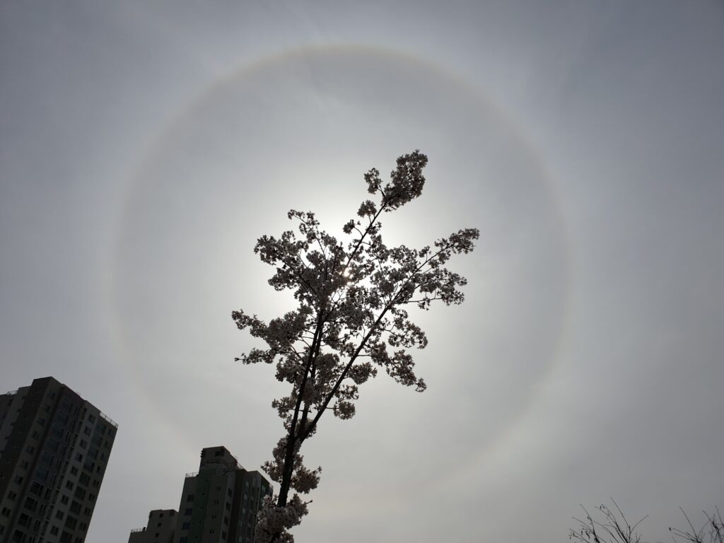 桜を鑑賞しながら… 桜を鑑賞しながら…